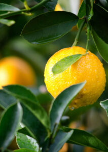 When life gives you lemons