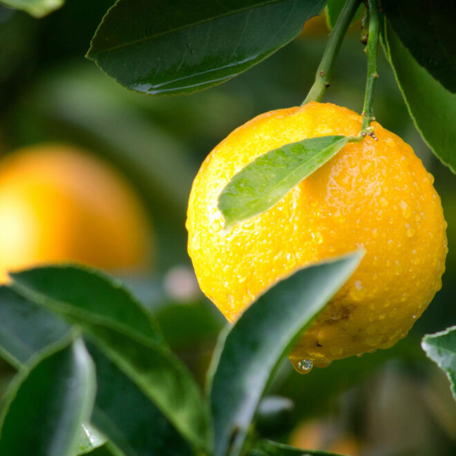 When life gives you lemons
